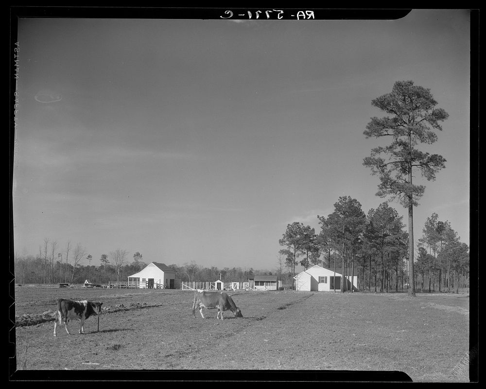 Penderlea Homesteads, North Carolina. Sourced from the Library of Congress.