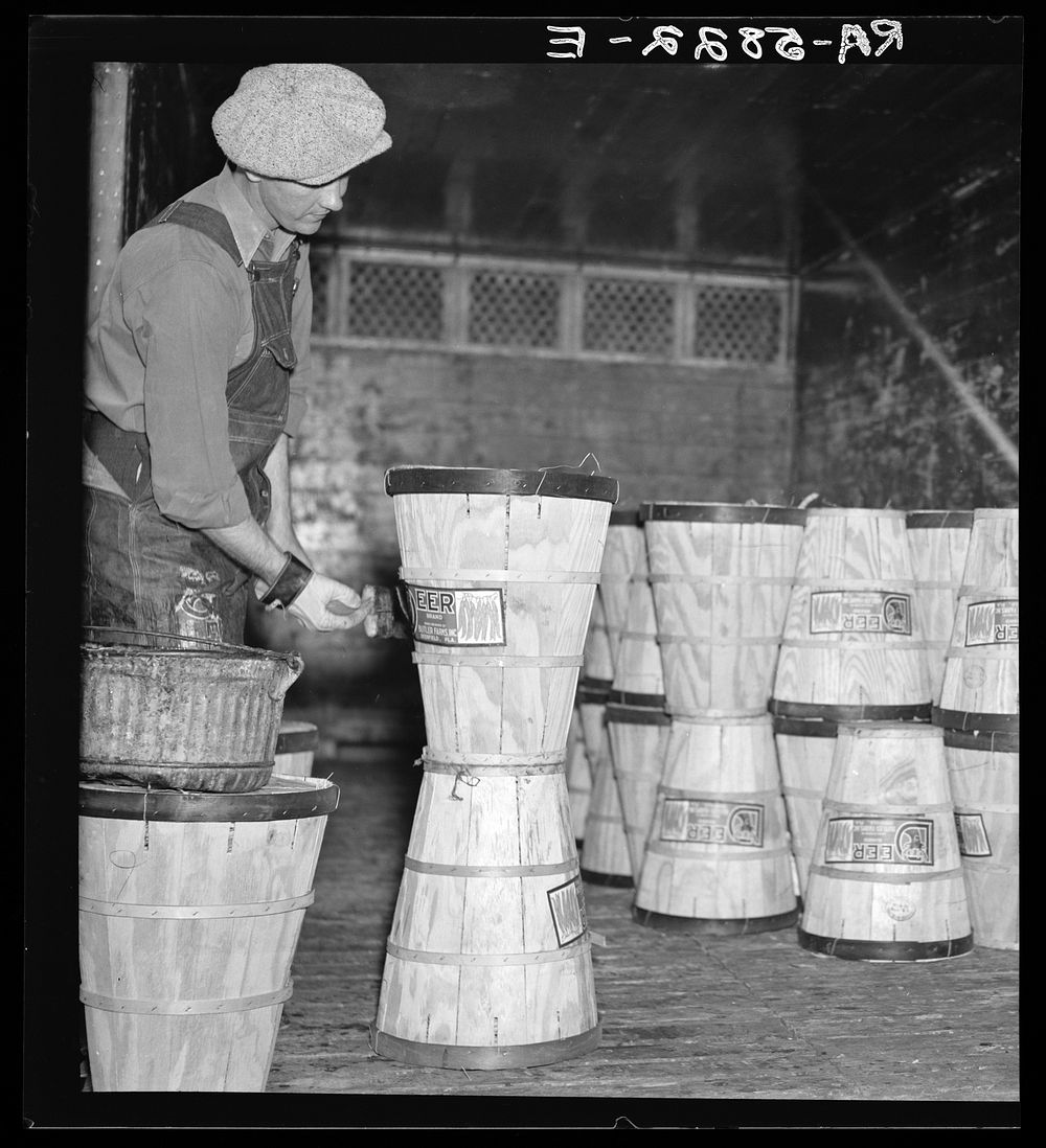 Pasting labels on hampers of beans in the packing plant of Deerfield, Florida. Sourced from the Library of Congress.