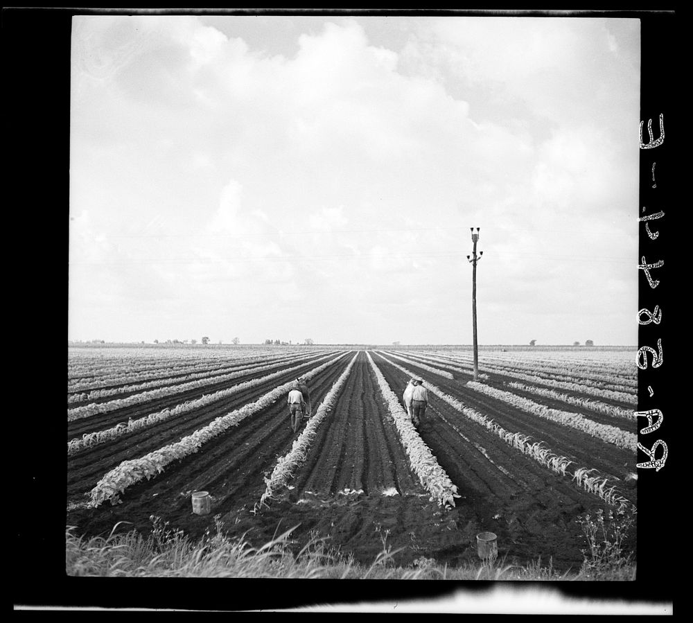 Planting beans near Belle Glade, Florida. Sourced from the Library of Congress.