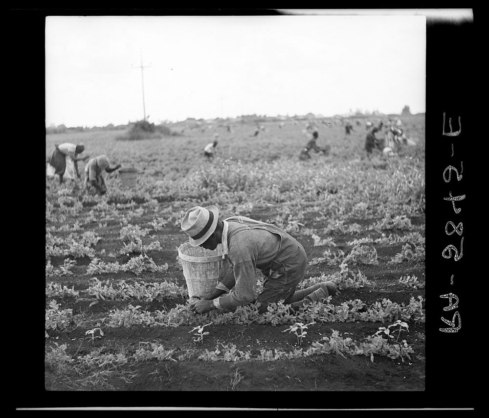 Picking beans. Belle Glade, Florida. Sourced from the Library of Congress.
