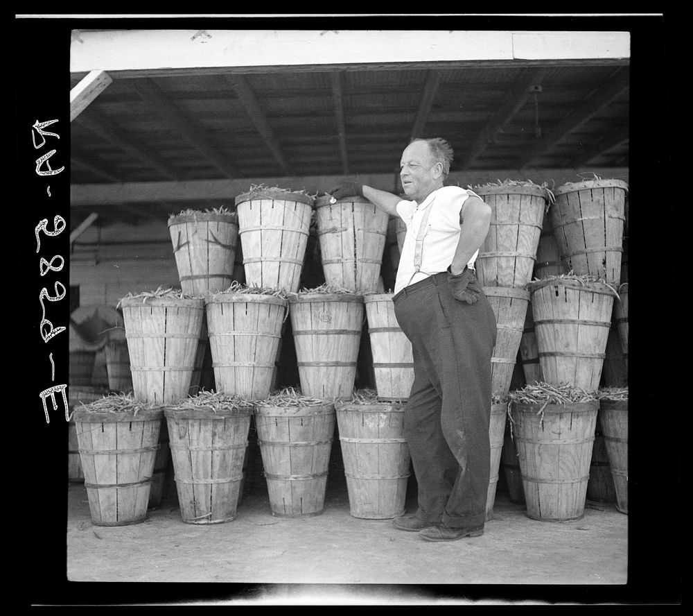 Foreman of canning plant. Indiana farmer who originally came to Florida for a vacation. Dania, Florida. Sourced from the…