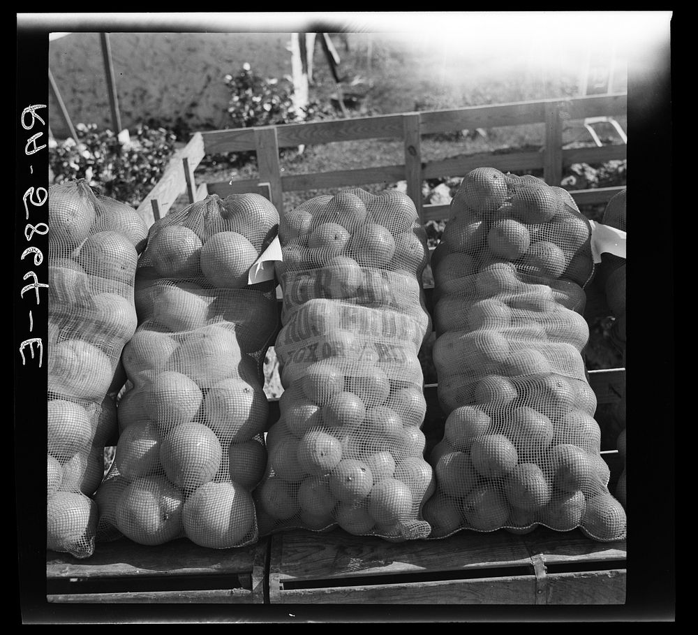 Indian River oranges. Polk County, Florida. Sourced from the Library of Congress.