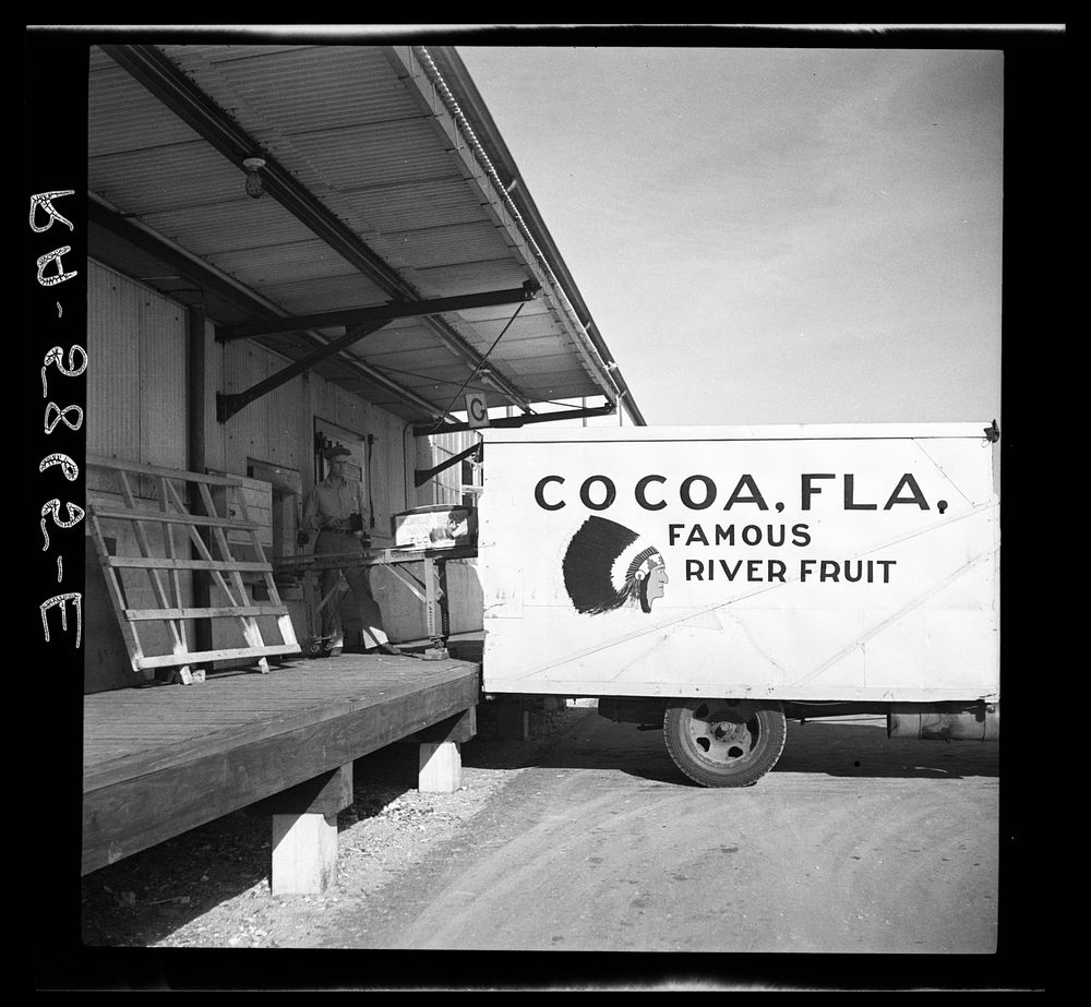 Loading oranges in Fort Pierce, Florida. Sourced from the Library of Congress.
