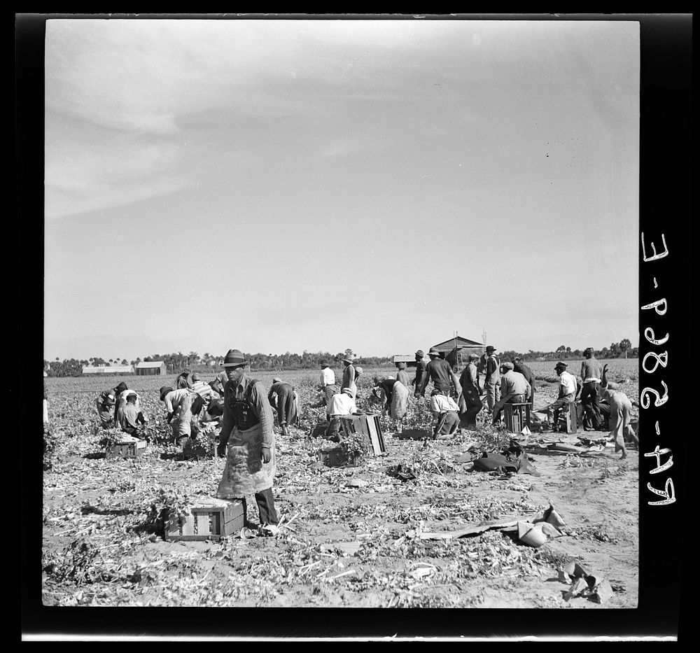Harvesting celery at Sanford, Florida. Sourced from the Library of Congress.
