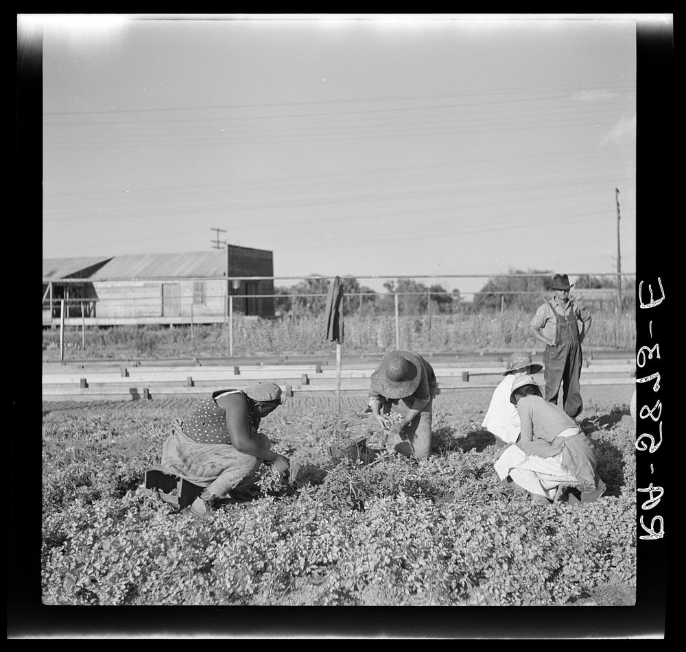 Pulling young celery shoots out of the beds before replanting in the fields. Sanford, Florida. Sourced from the Library of…