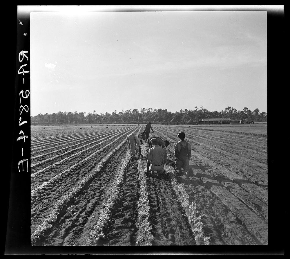 Setting out celery shoots. Sanford, Florida. Sourced from the Library of Congress.