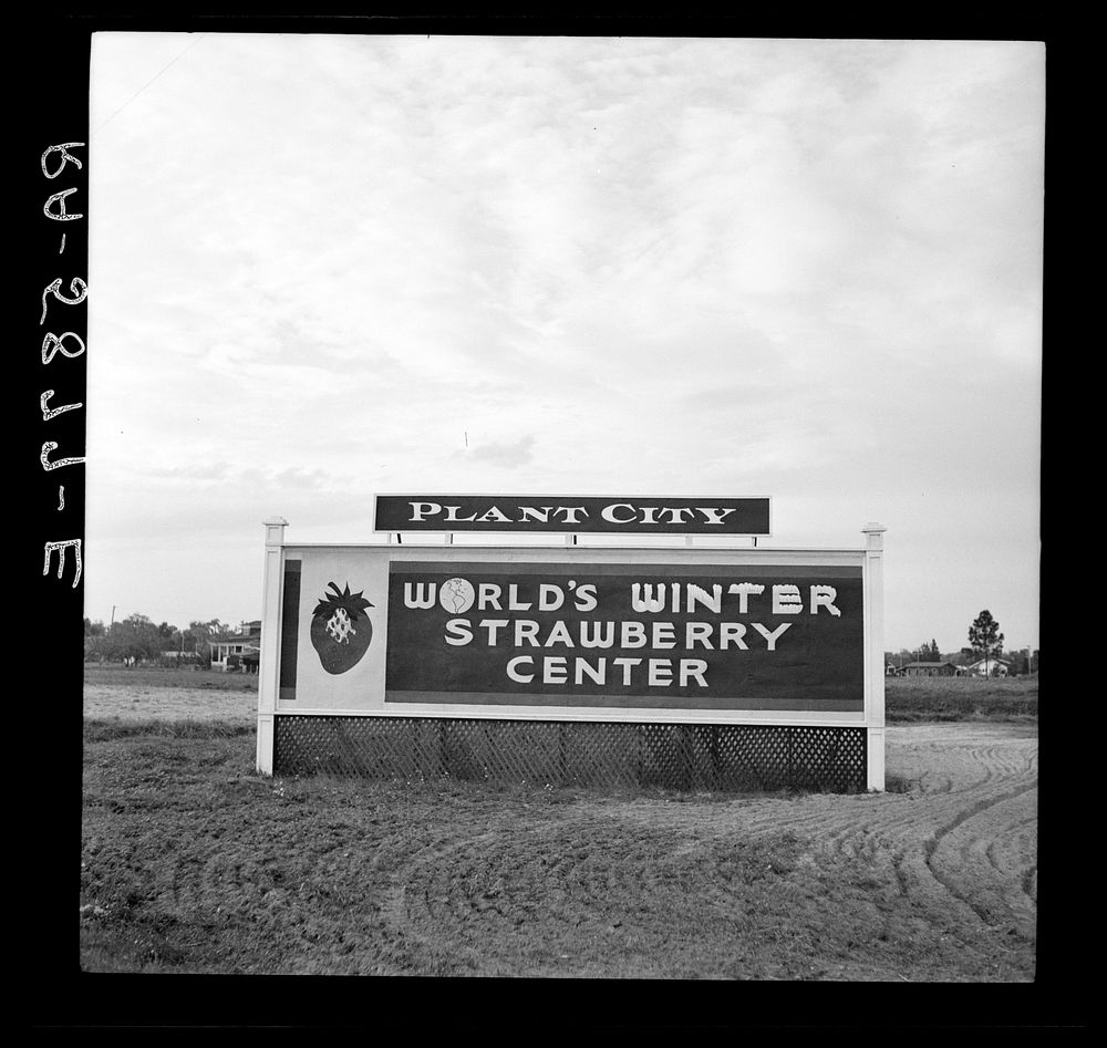 On the road into Plant City. Polk County, Florida. Sourced from the Library of Congress.