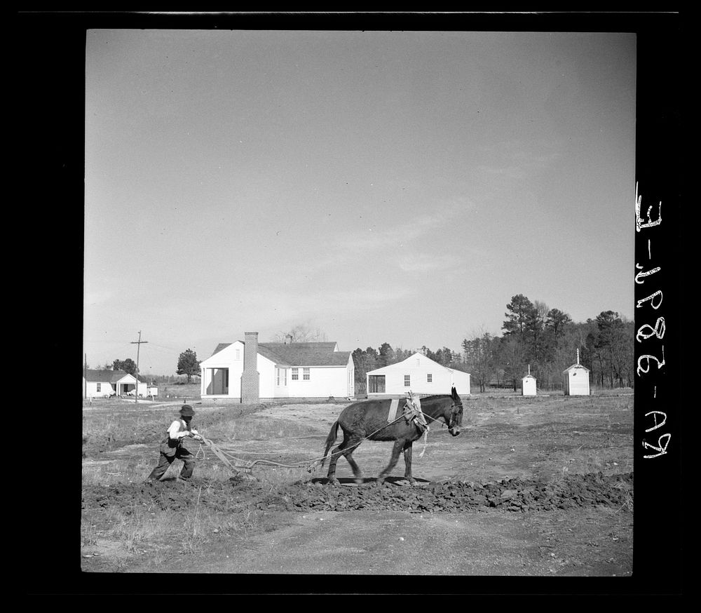Plowing a field at Palmerdale, Alabama. New homestead in the background. Sourced from the Library of Congress.