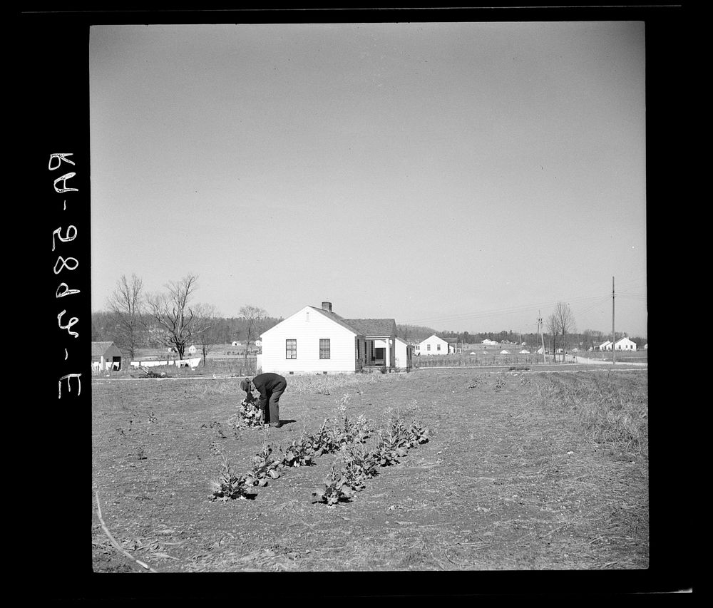 Working in garden at Palmerdale Homesteads, Alabama. New homesteads in background. Sourced from the Library of Congress.