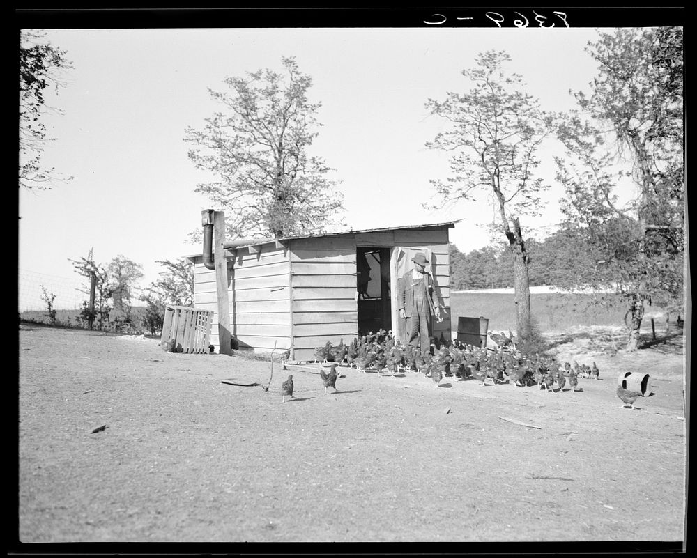 Farmer and chicken house which he built with a rehabilitation loan. North Carolina. Sourced from the Library of Congress.