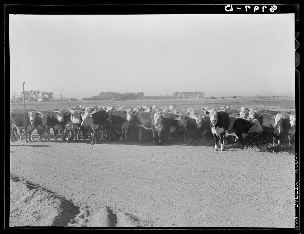 Cattle. Dawson County, Nebraska. Sourced from the Library of Congress.