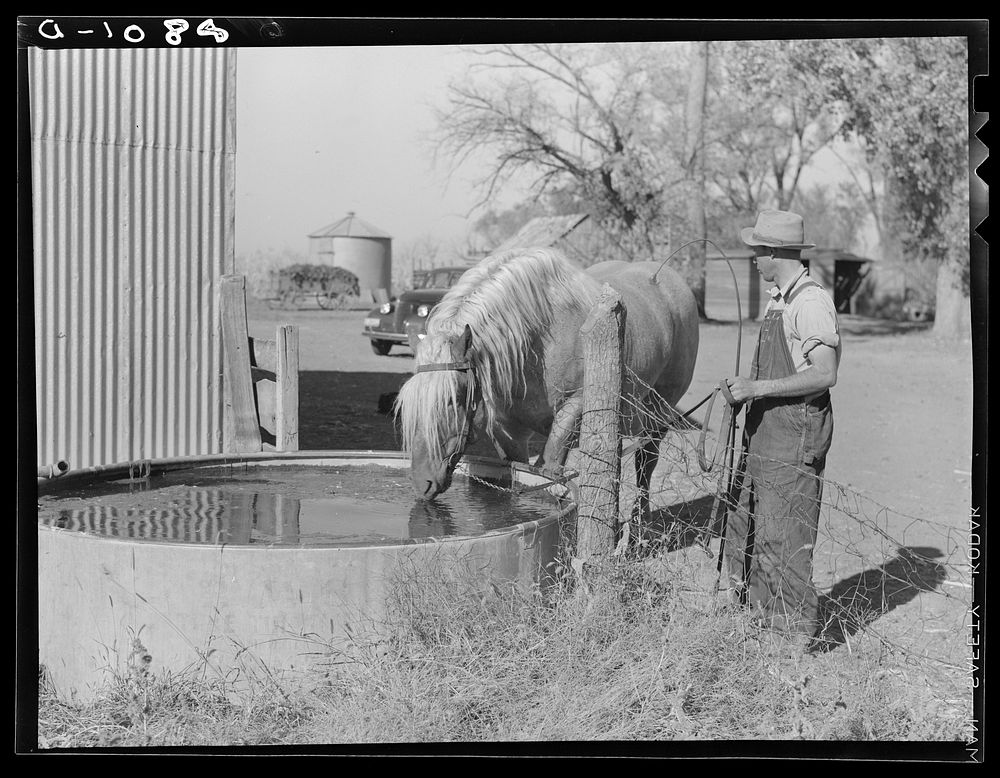 Cooperatively owned stallion bought with an Farm Security Administration loan. Cost seven hundred dollars. In 1938 bred…