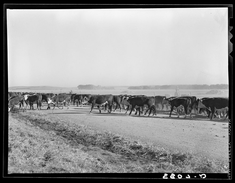 Cattle being led to grazing land. Dawson County, Nebraska. Sourced from the Library of Congress.