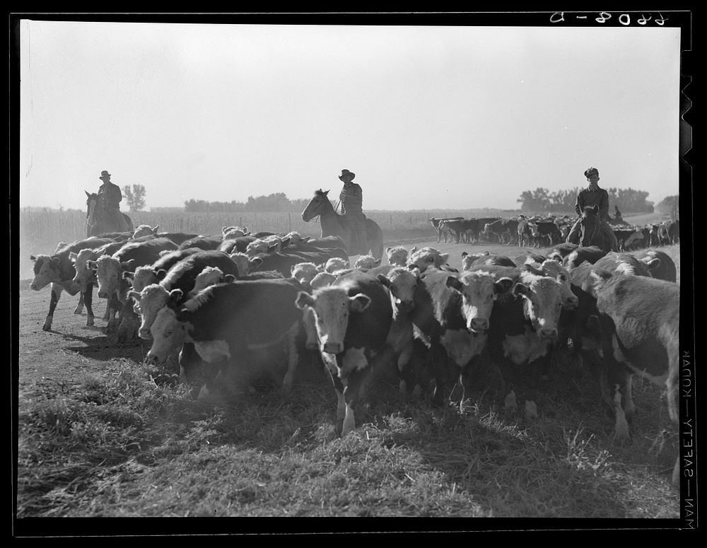 Cowboys and cattle. Dawson County, Nebraska. Sourced from the Library of Congress.