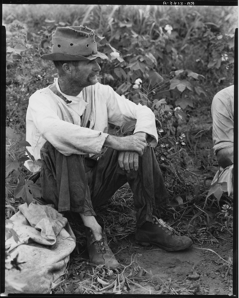 Bud Fields in his cotton patch. Hale County, Alabama. Sourced from the Library of Congress.