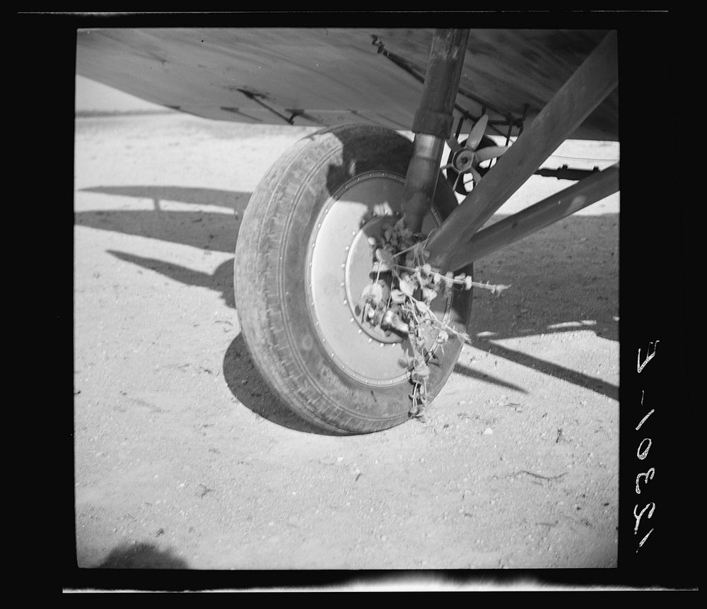 Beans caught in wheel of spraying plane. These planes must fly so low that their backwash turns the plants over while the…