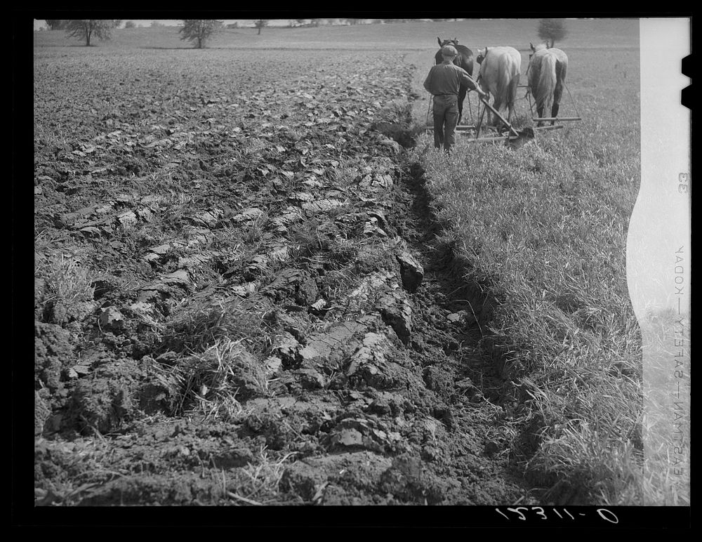 Spring plowing. Maryland. Sourced from the Library of Congress.