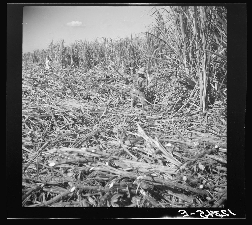 Cutting sugar cane. Near Ponce, Puerto Rico. Sourced from the Library of Congress.