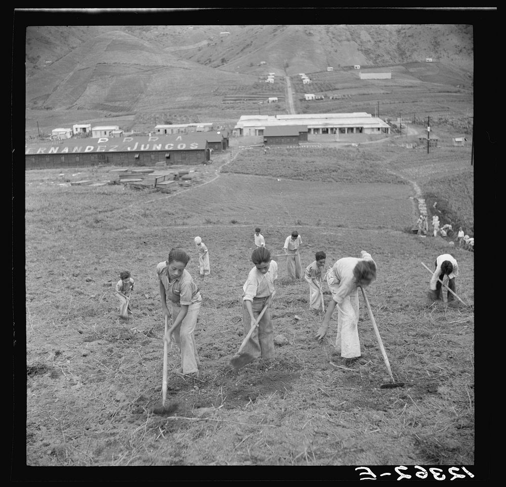Young sons of resettlers in an outdoor class of the agricultural school. La Plata project. Puerto Rico. Sourced from the…
