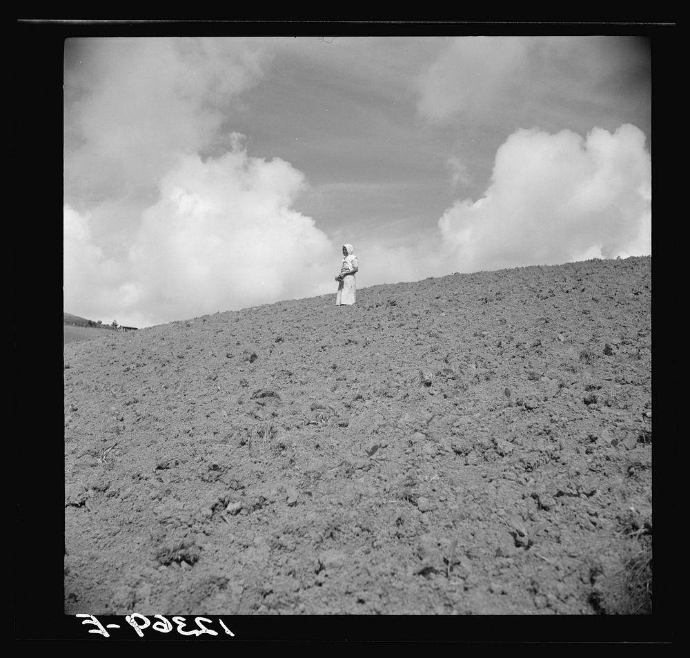 Jibaro woman in tobacco field. Puerto Rico. Sourced from the Library of Congress.