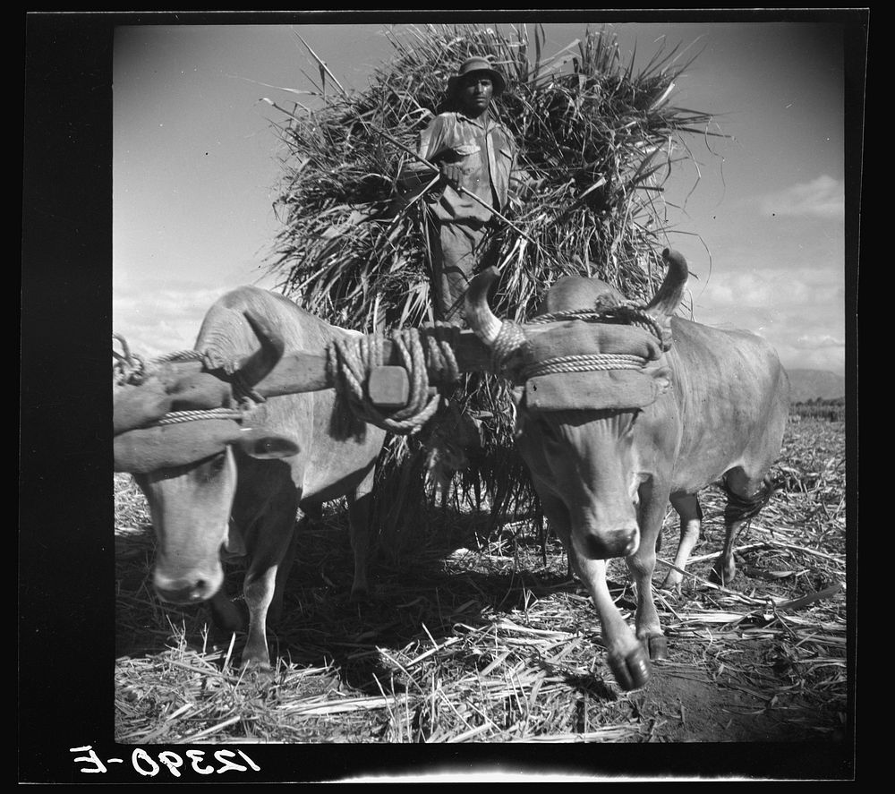 Native bulls pulling a load of sugar. Plantation near Ponce, Puerto Rico. Sourced from the Library of Congress.