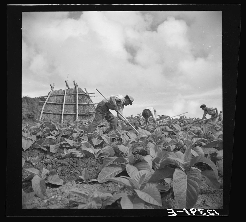 Workers in a tobacco field. The straw shed in the background is a hurricane shelter. Puerto Rico. Sourced from the Library…