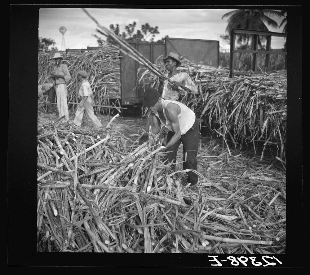 Sugar cane being loaded onto a train for transportation to the refinery. Near Ponce, Puerto Rico. Sourced from the Library…