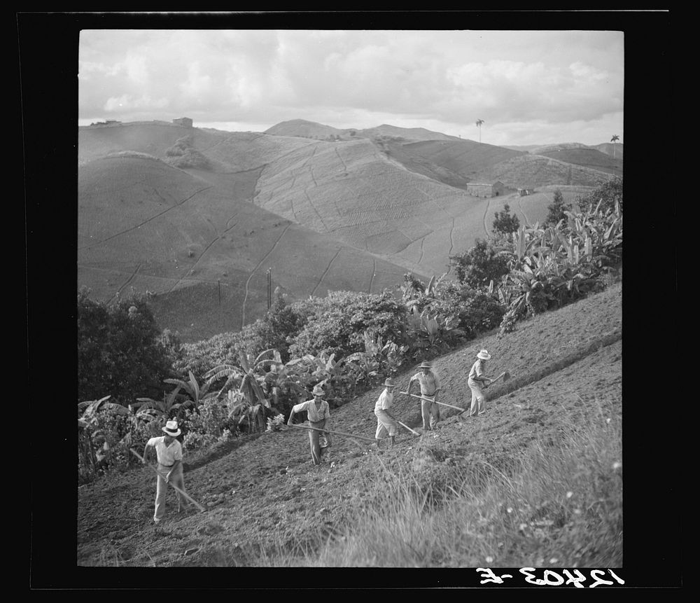 Hoeing a tobacco slope. No matter how steep, all of the hills in the picture are under cultivation. Puerto Rico. Sourced…
