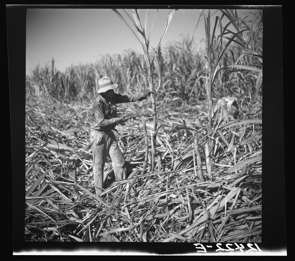 Cutting sugar cane. Near Ponce, Puerto Rico. Sourced from the Library of Congress.