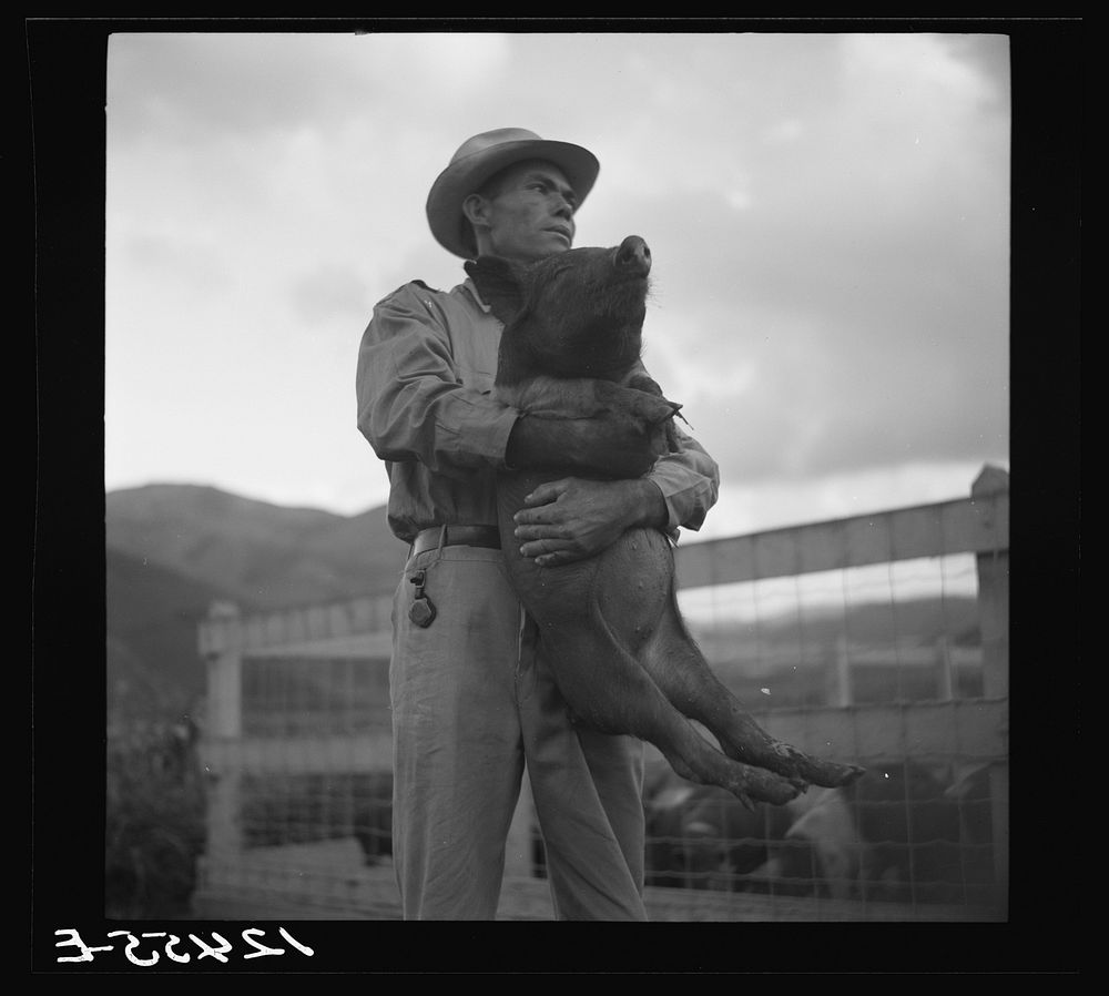 Resettler with a new pig which the administration helped him to obtain. La Plata project. Puerto Rico. Sourced from the…