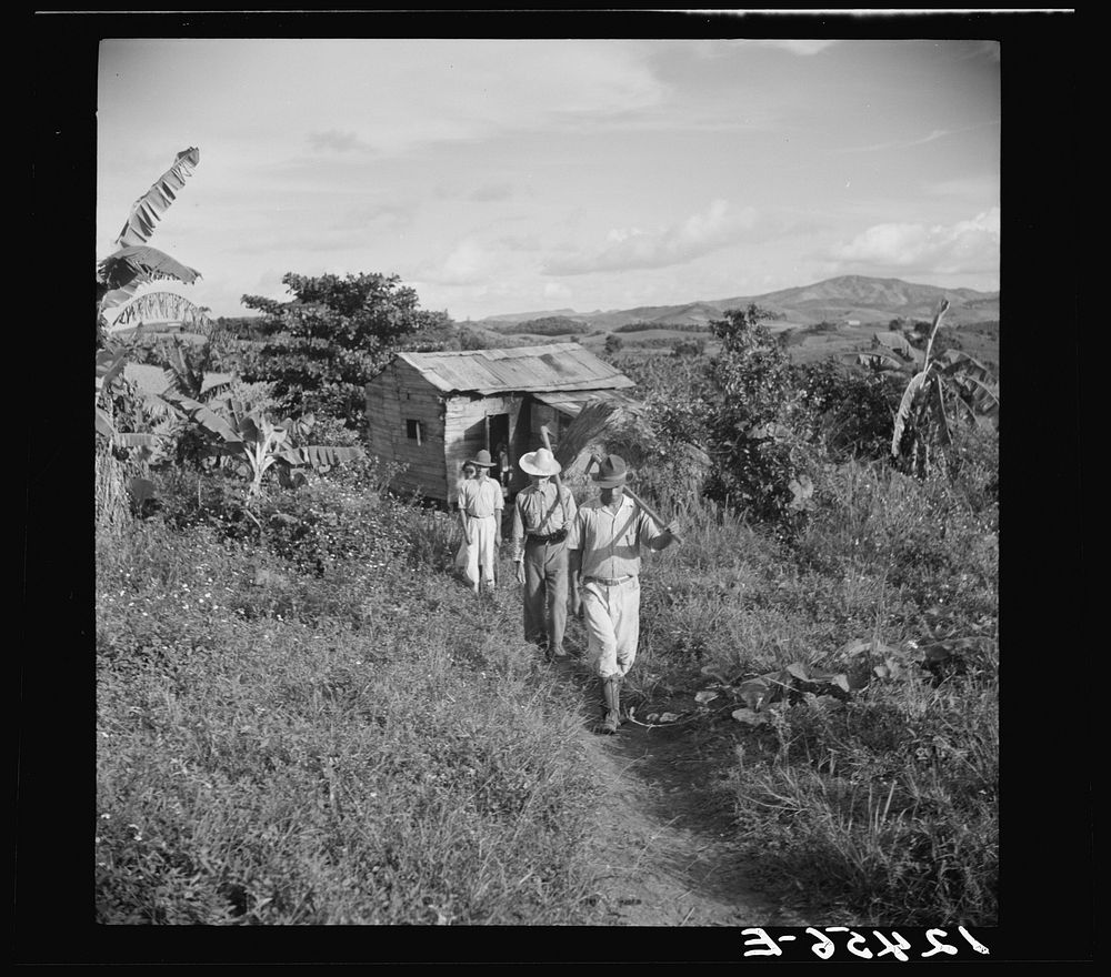 Cidra (vicinity), Puerto Rico. Jubaro tobacco workers leaving home for day labor in the fields. Sourced from the Library of…