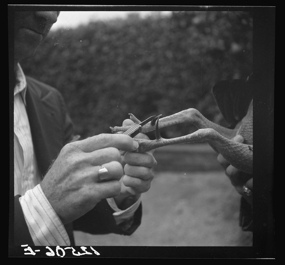 Sharpening the spurs of a fighting cock. Puerto Rico. Sourced from the Library of Congress.