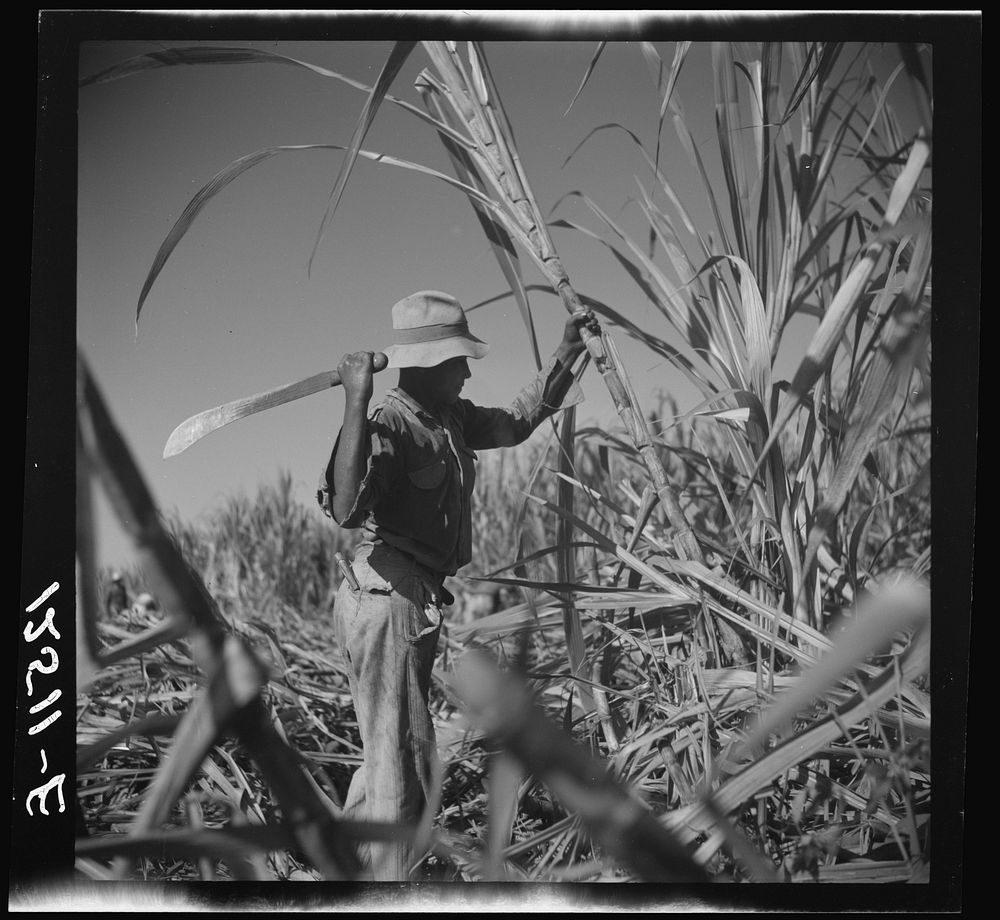 Cutting cane on a sugar plantation near Ponce, Puerto Rico. Sourced from the Library of Congress.