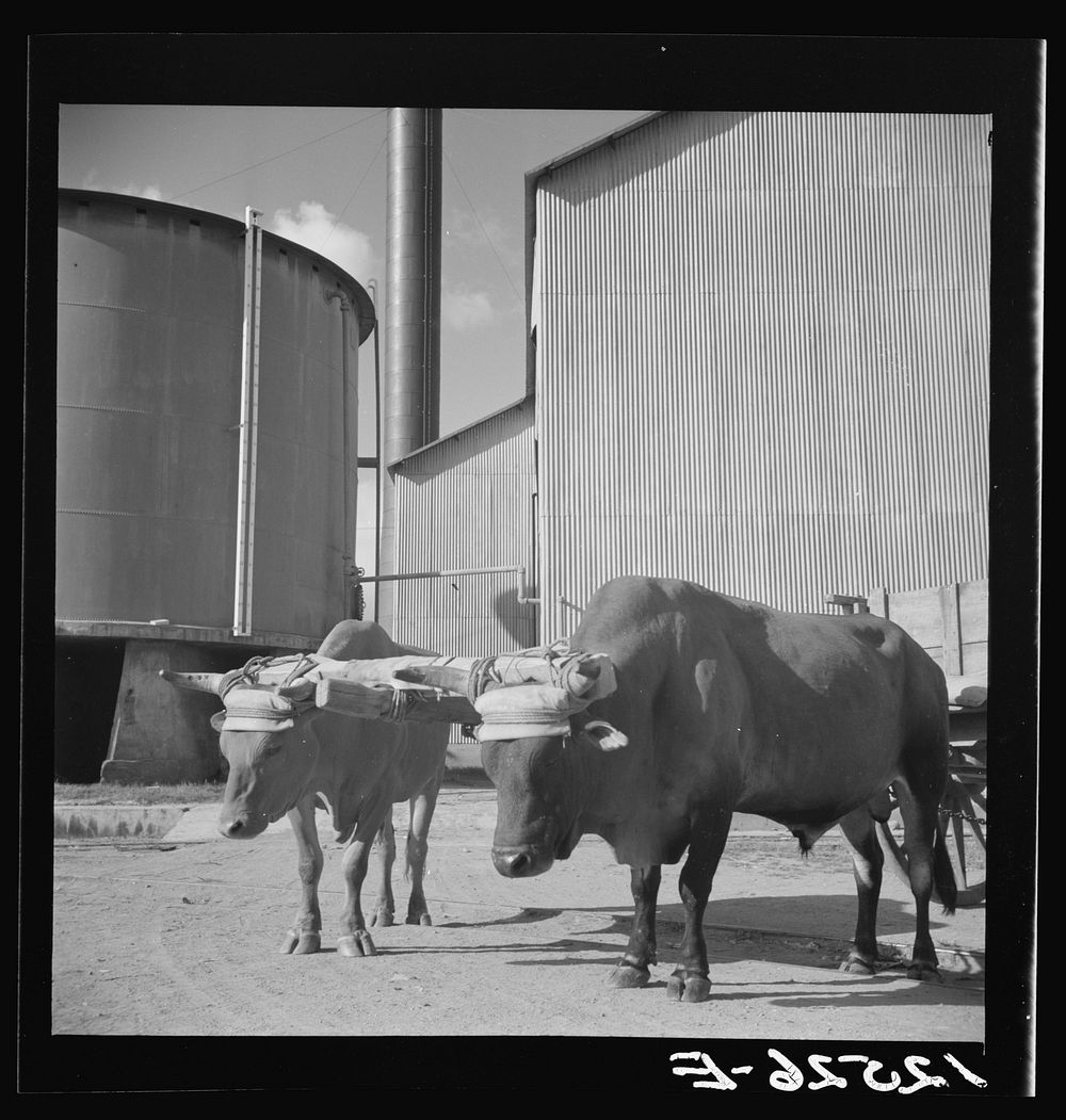 Bulls in the yoke in front of a refinery. Puerto Rico. Sourced from the Library of Congress.