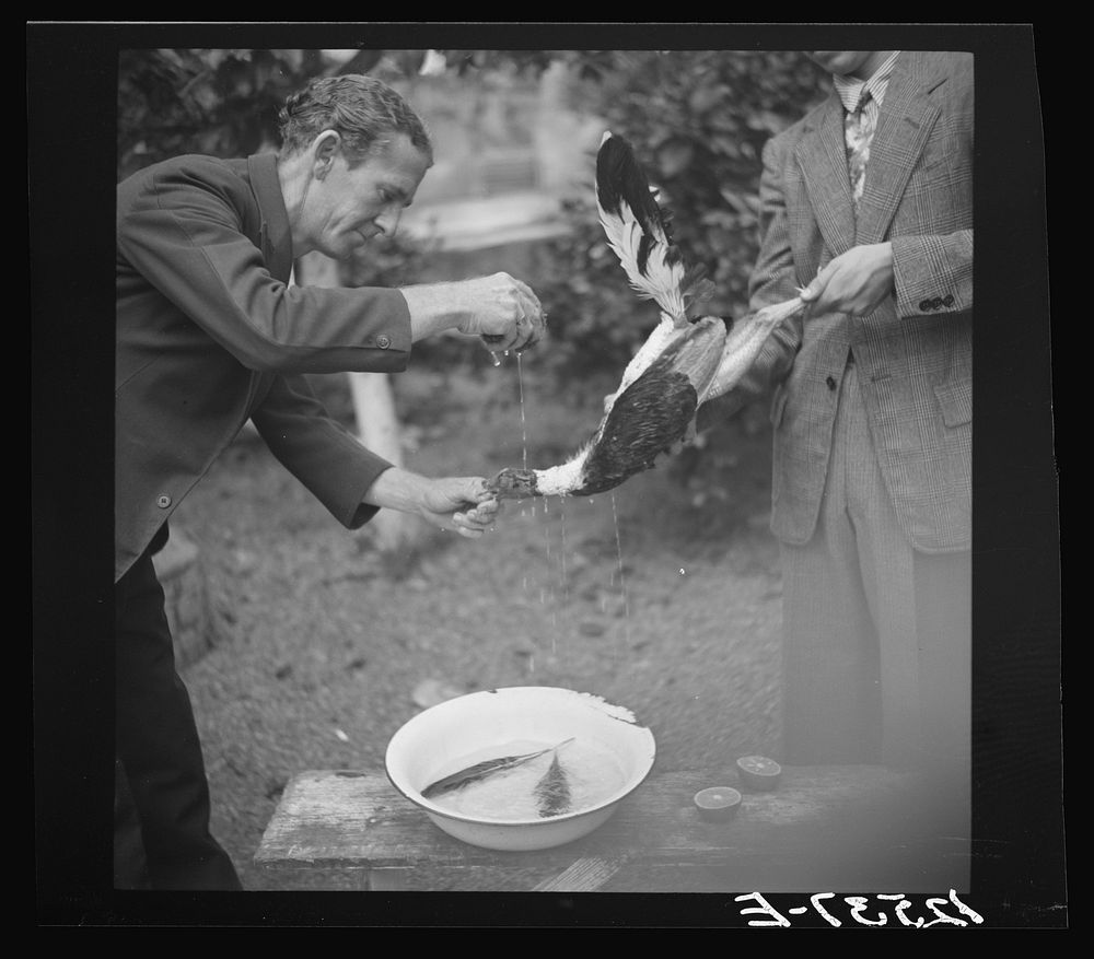 Trainer washing the head of a fighting cock before the fight. Puerto Rico. Sourced from the Library of Congress.