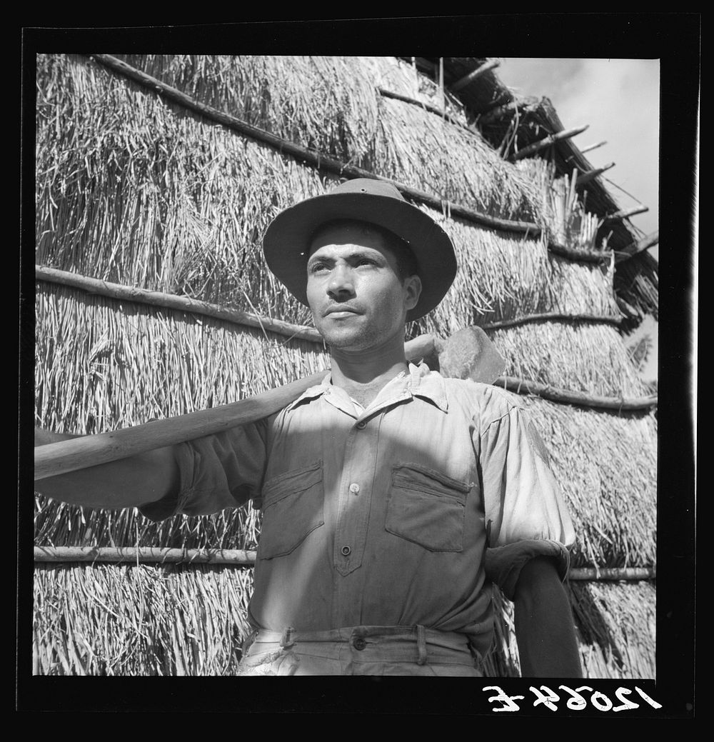 Jibaro tobacco worker. Near Cidra, Puerto Rico. Sourced from the Library of Congress.