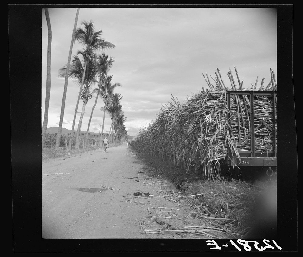 Train of flag cars loaded with sugar cane. On a sugar plantation near Ponce, Puerto Rico. Sourced from the Library of…