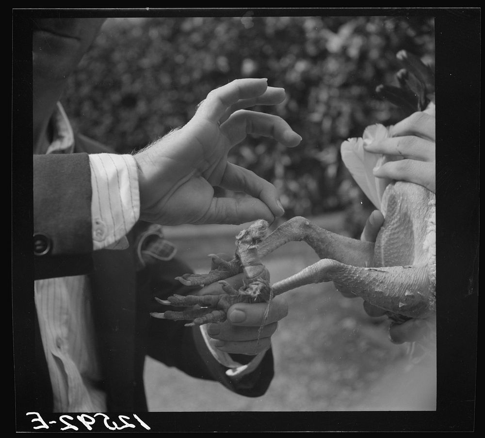 Tying up a fighting cock's spurs for a training fight. Puerto Rico. Sourced from the Library of Congress.