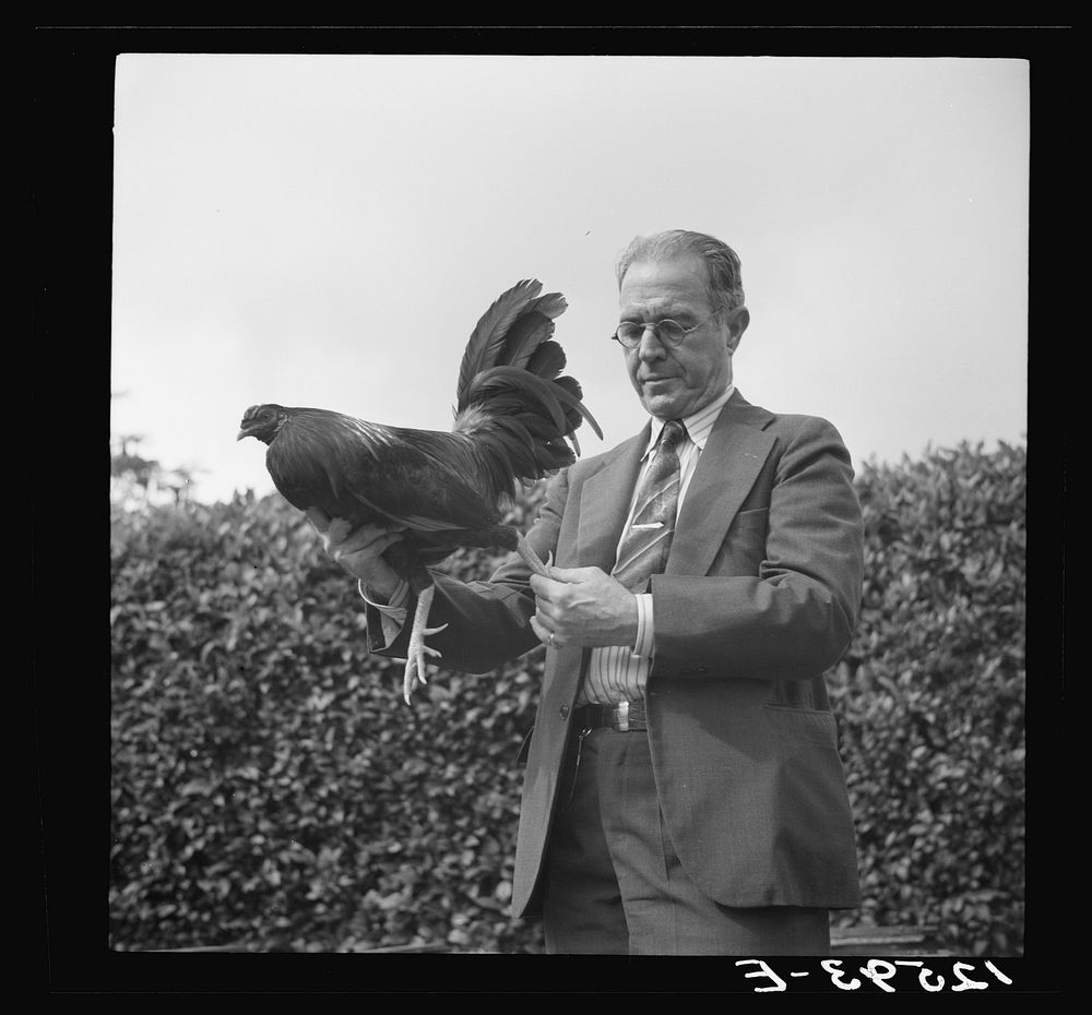 A prize fighting cock as he appears in full plumage before being trimmed. Puerto Rico. Sourced from the Library of Congress.