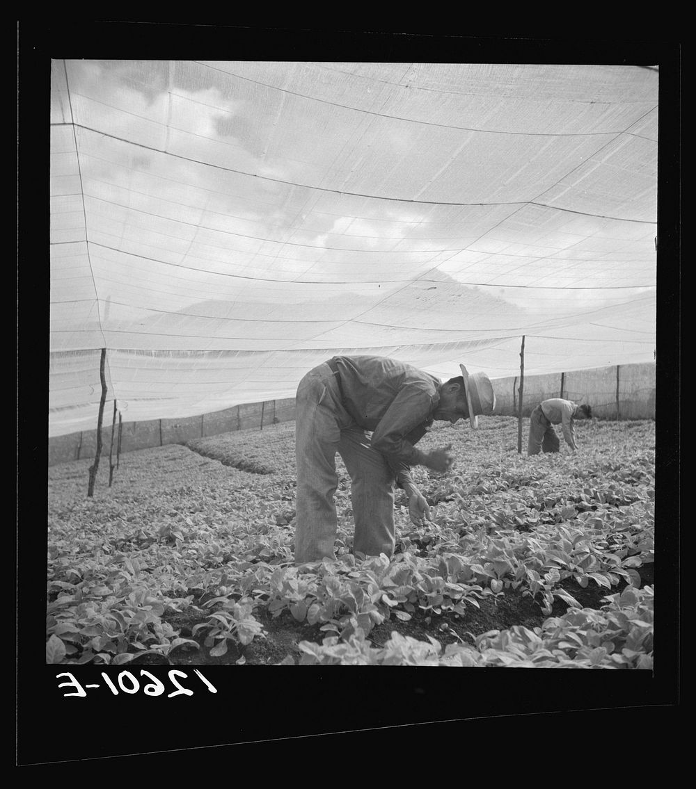 Seed bed for shade-grown tobacco. La Plata project. Puerto Rico. Sourced from the Library of Congress.