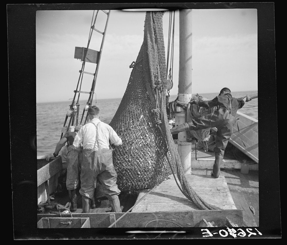 Aboard a trawler. The net comes aboard. Each net (there are two) usually drags about an hour, is then brought aboard by the…
