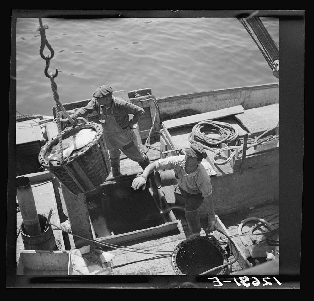 Landing fish at pier for direct overnight trucking to New York. Provincetown, Massachusetts. Sourced from the Library of…