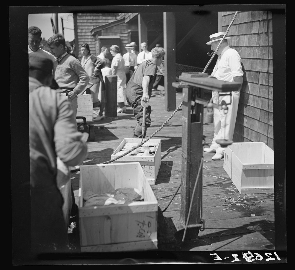 Landing fish at pier for direct overnight trucking to New York. Provincetown, Massachusetts. Sourced from the Library of…
