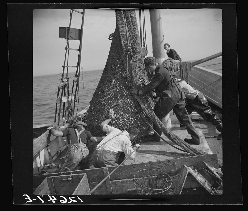 Aboard a trawler. The nets come aboard. Each net (there are two) usually drags about an hour, is then brought by the power…