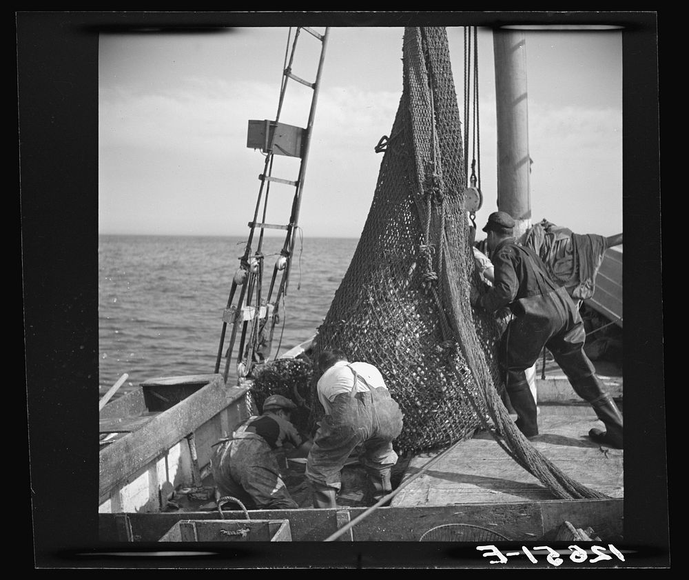 Aboard a trawler. The net comes aboard. Each net (there are two) usually drags about an hour, is then brought aboard by the…