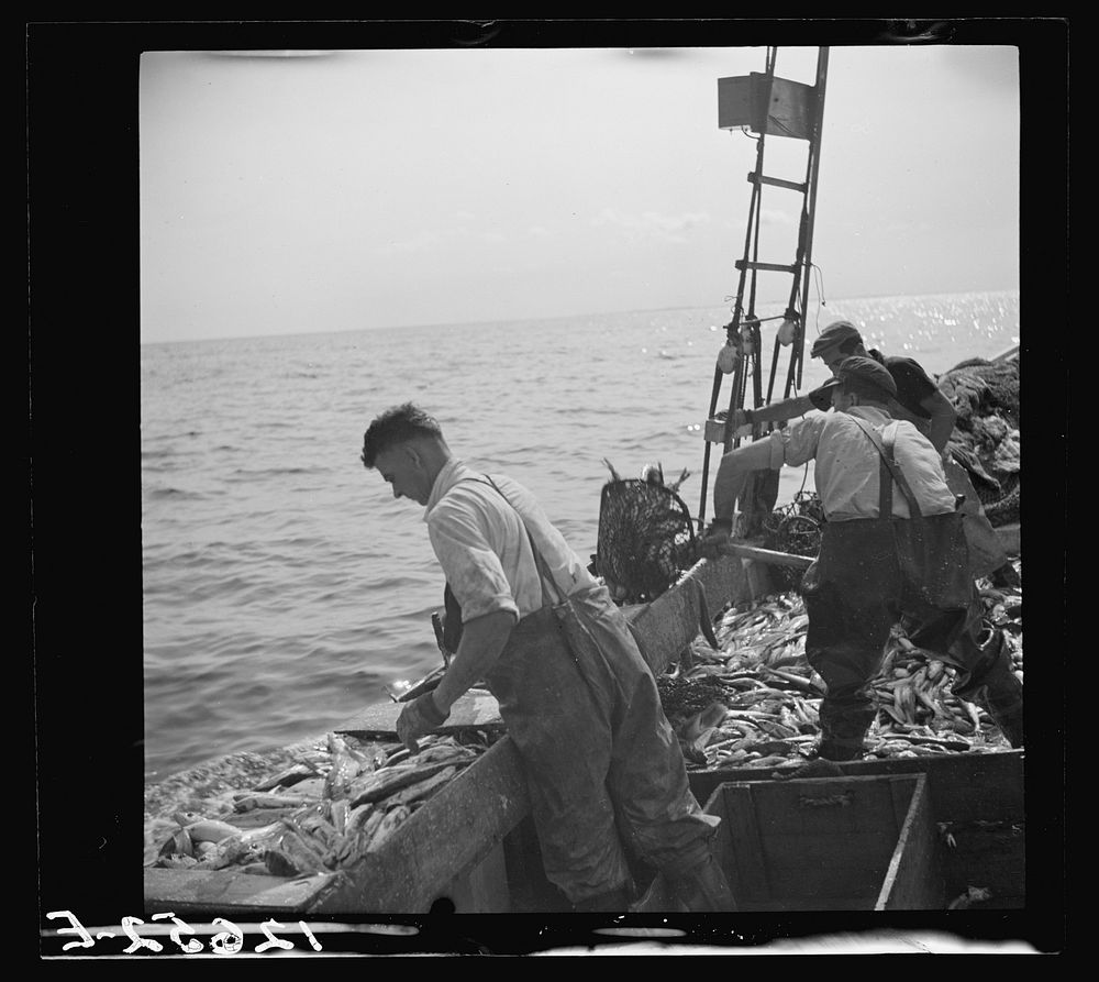 Aboard a trawler. Selecting fish and cutting off heads. Only mackerel, whiting, and occasional flounder or halibut are kept.…