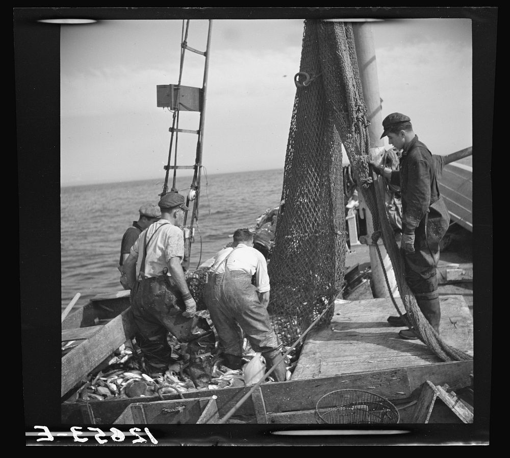 The net has emptied out. Compare scuppers in pictures 12647-E, 12651-E, and 12640-E to get an idea of quantity of fish in…