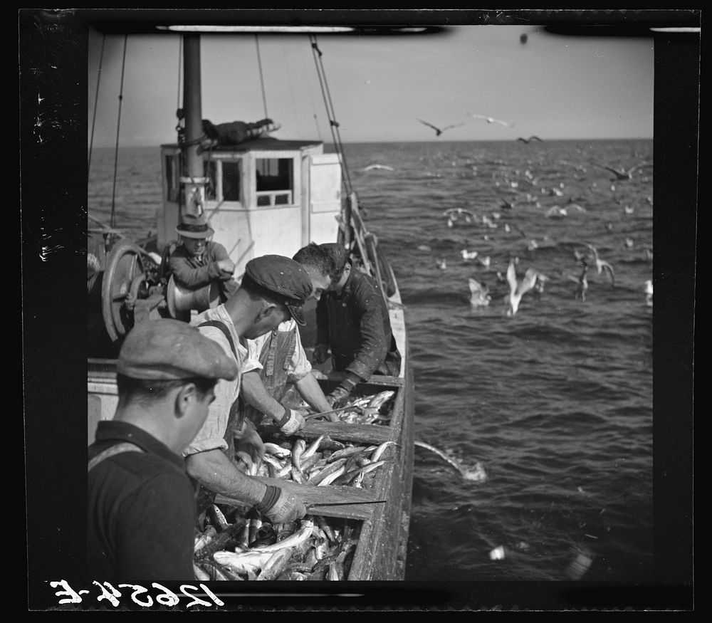 Aboard a trawler. Selecting fish and cutting off heads. Only mackerel, whiting and occasional flounder or halibut are kept.…