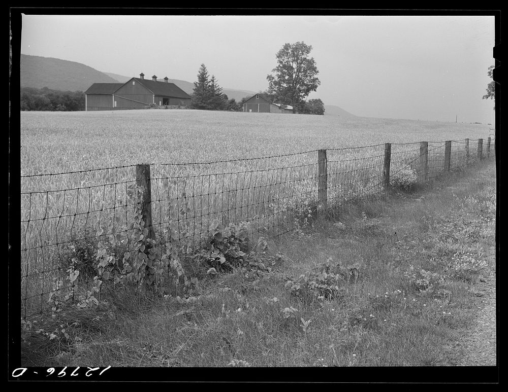 Wheat field near State College, Pennsylvania. Sourced from the Library of Congress.