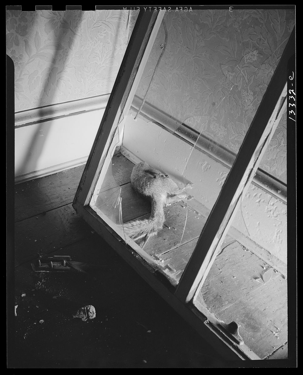 Washington, D.C. Dead squirrel in a wrecked home on Independence Avenue. Sourced from the Library of Congress.